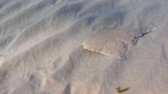 Image of Australian Angel Shark