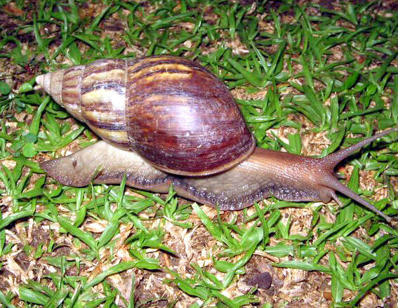 Image of Achatina fulica