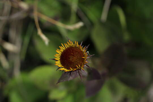 Image of dwarf oxeye