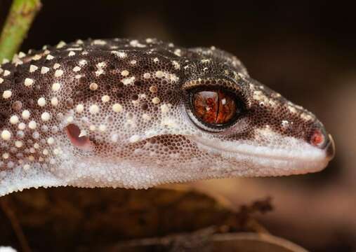 Image of Kuroiwa's Ground Gecko