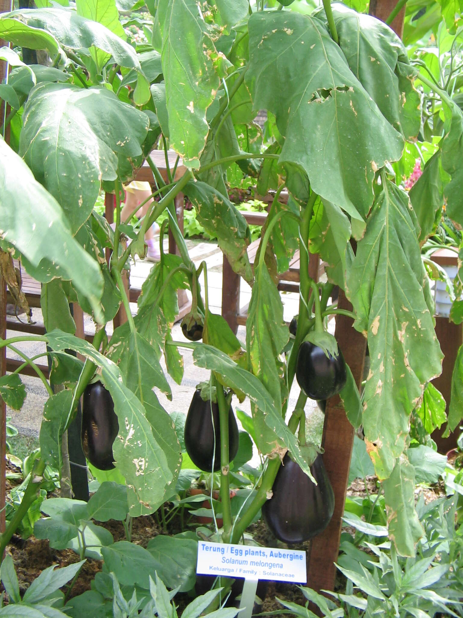 Image of eggplant