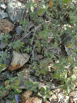 Image of Barleria taitensis S. Moore