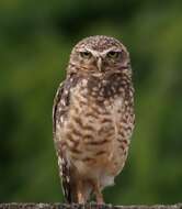 Image of Burrowing Owl