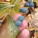 Image of Broadleaf solomon's seal