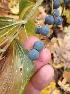 Image of Broadleaf solomon's seal