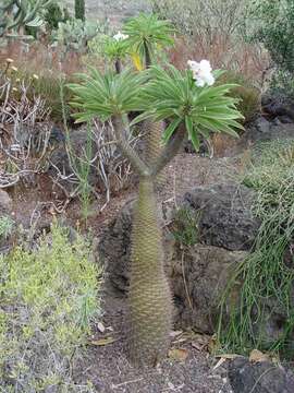 Image of Pachypodium lamerei Drake