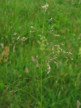 Image of Tufted Hair-grass