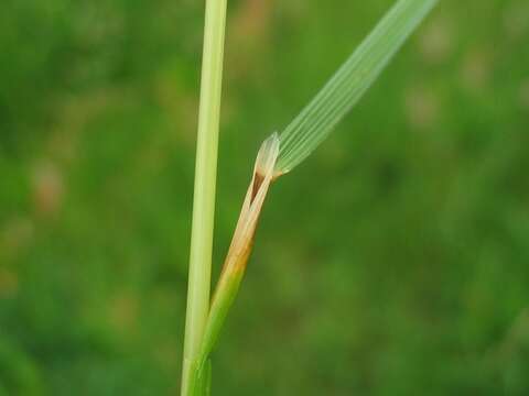 Image of Tufted Hair-grass