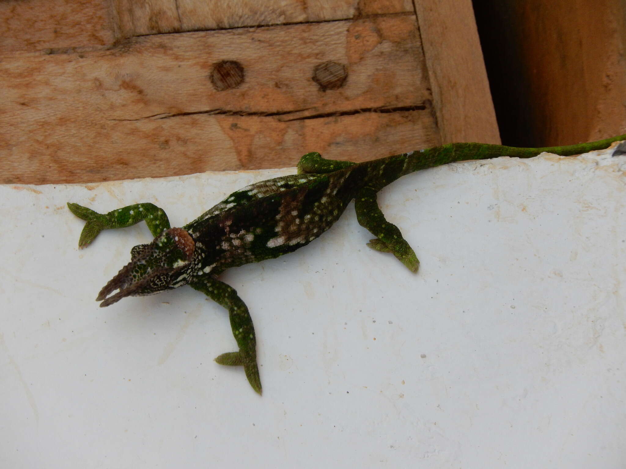 Image of West Usambara Blade-horned Chameleon