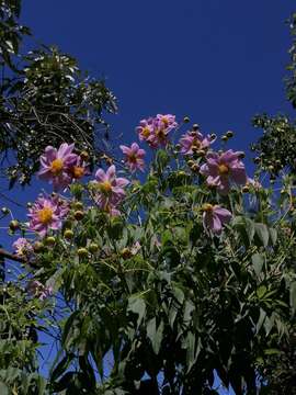 Image of Dahlia tenuicaulis P. D. Sorensen