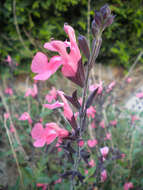 Salvia microphylla Kunth resmi