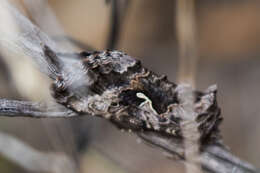 Image of Alfalfa Looper Moth