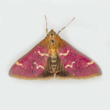 Image of Raspberry Pyrausta