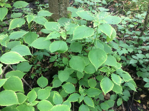 Image of Canadian woodnettle