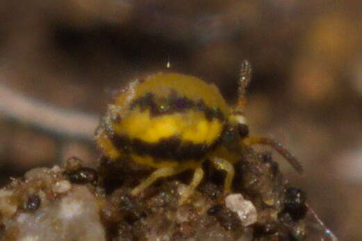 Image of Globular springtail