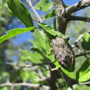 Image of Apateticus (Apateticus) lineolatus (Herrich-Schaeffer 1840)