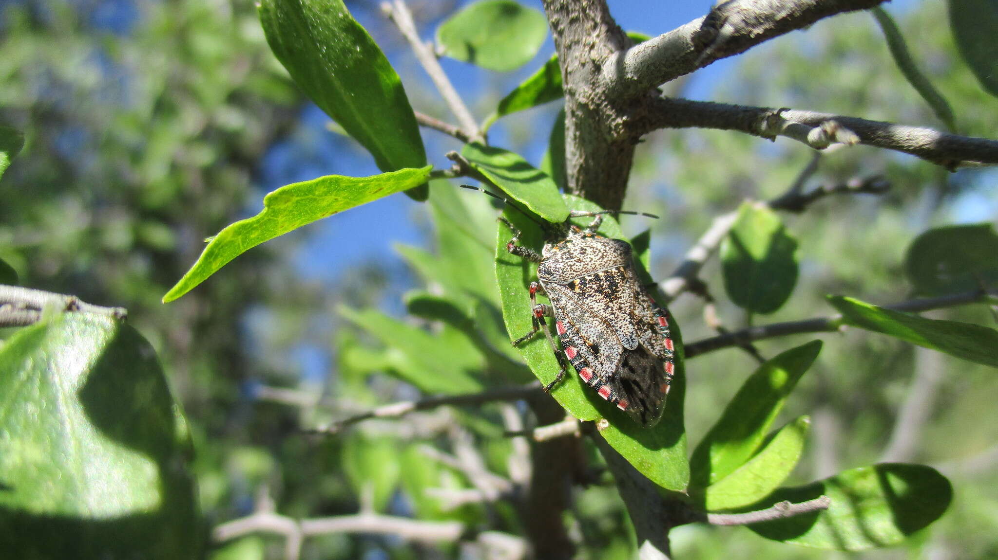 Image of Apateticus (Apateticus) lineolatus (Herrich-Schaeffer 1840)