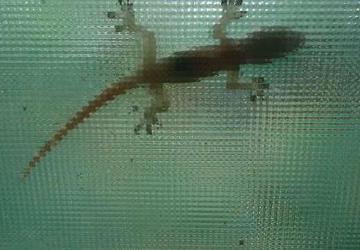 Image of Common House Gecko