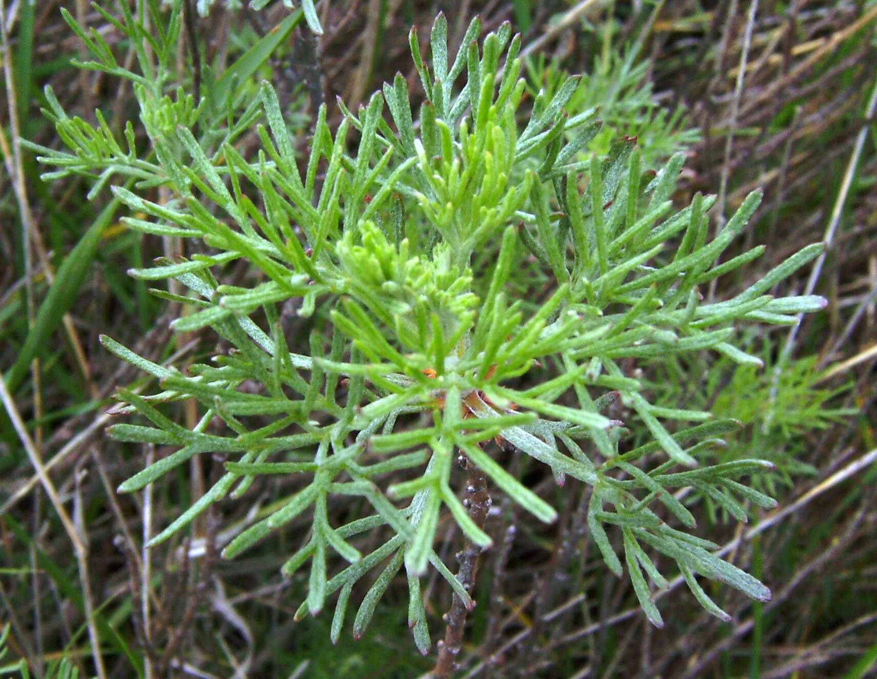 Image of field sagewort