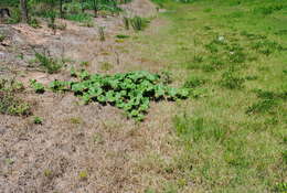 Image of winter squash