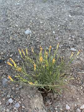 Image of skeletonweed