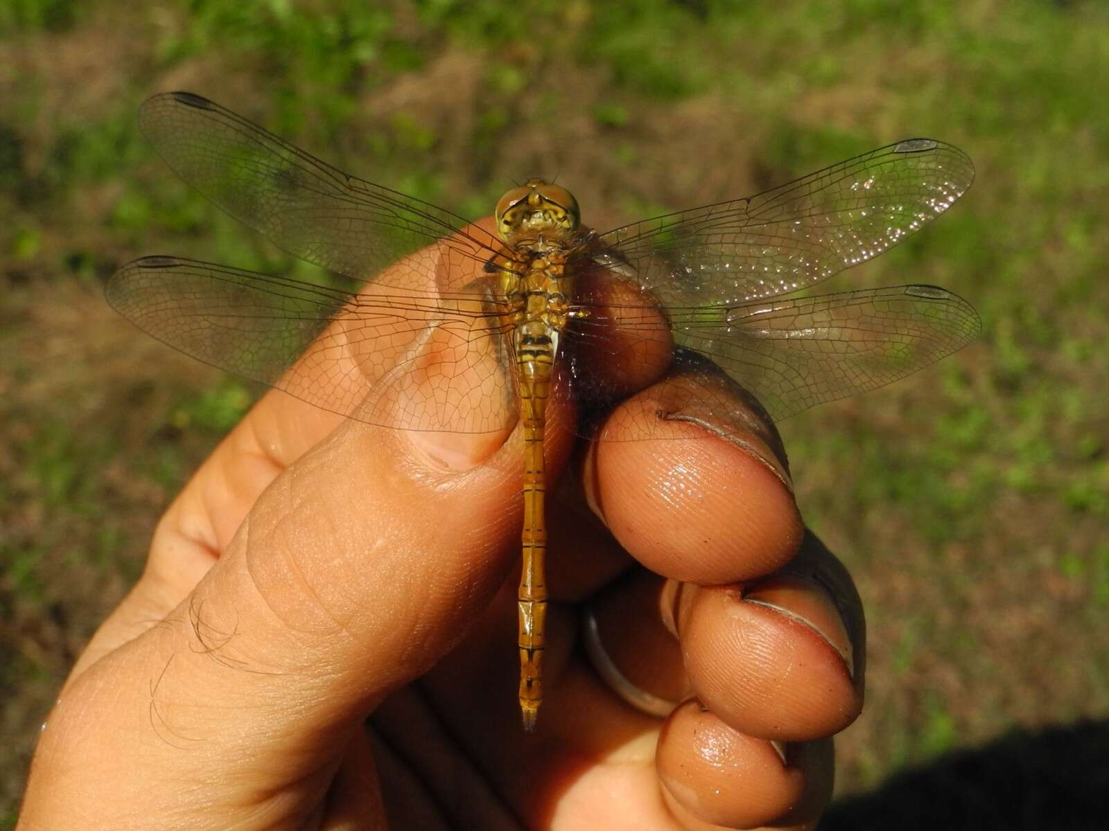 Image of Common Darter