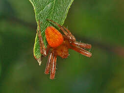 Image of Araneus alsine (Walckenaer 1802)