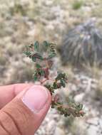 Слика од Euphorbia serrula Engelm.