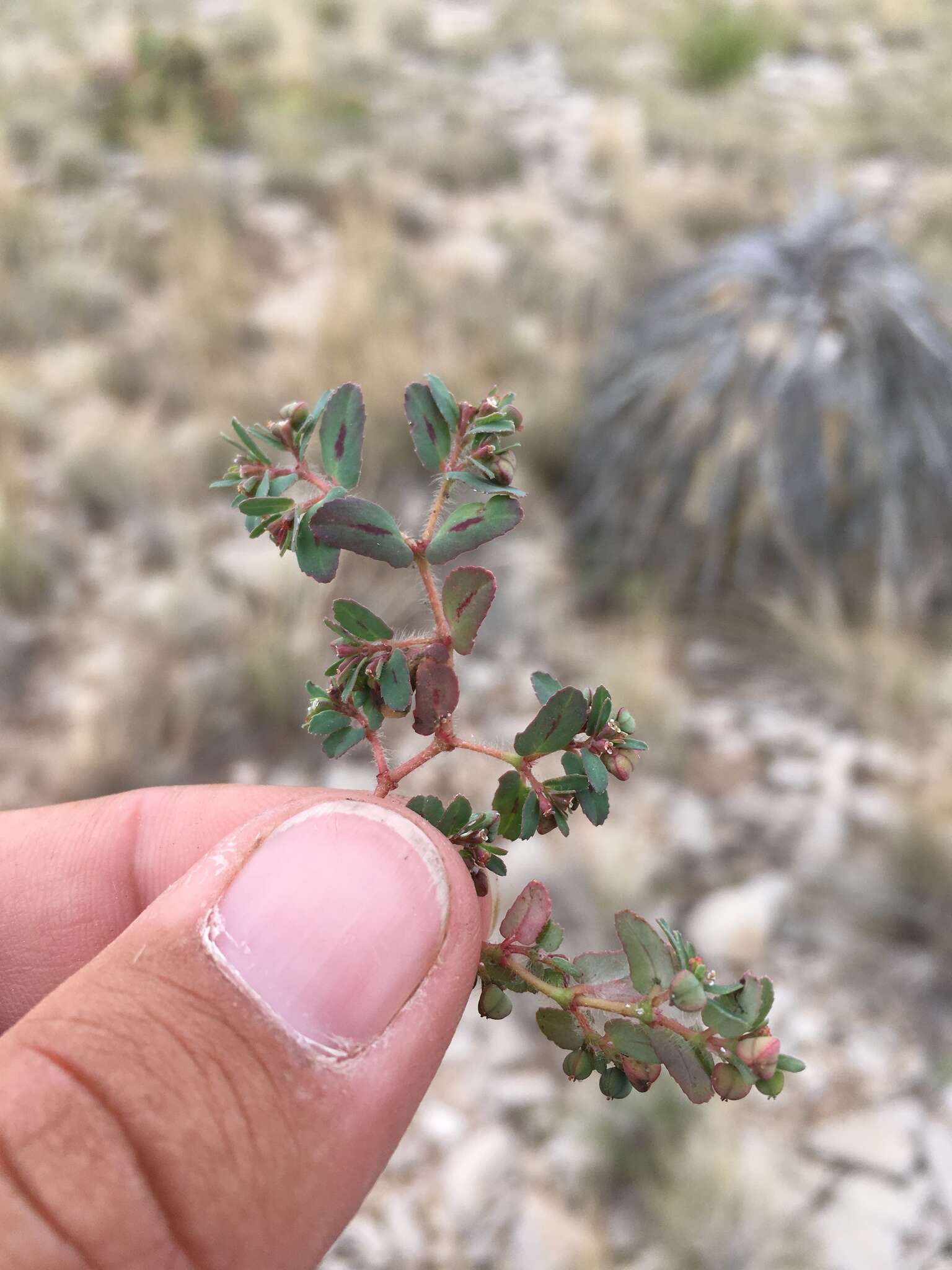 Слика од Euphorbia serrula Engelm.