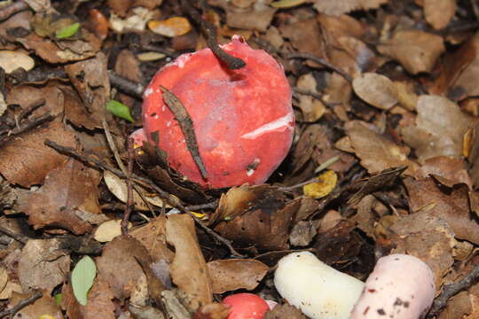 Image of Russula kermesina T. Lebel 2007