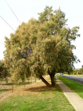 Image of Athel tamarisk