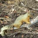 Image of Sciurus nayaritensis apache J. A. Allen 1893