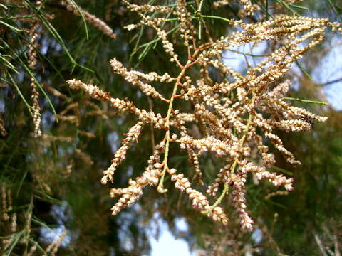 Image of Athel tamarisk