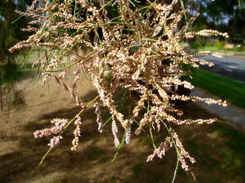 Image of Athel tamarisk