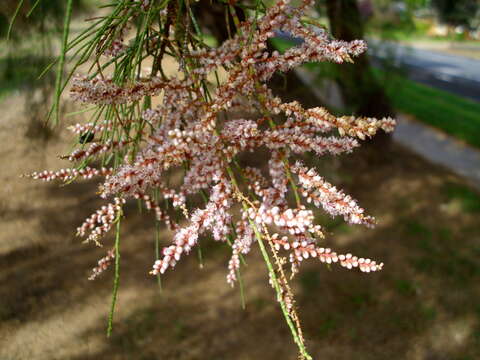 Image of Athel tamarisk