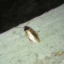 Image of Burrowing cockroach