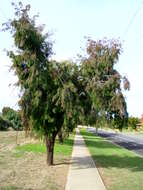 Image of forest-oak