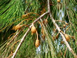 Image of forest-oak