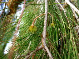 Image of forest-oak