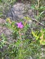 Image of Lovely Boronia