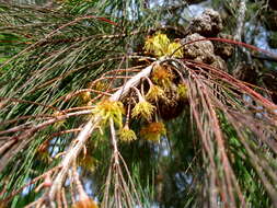 Image of forest-oak