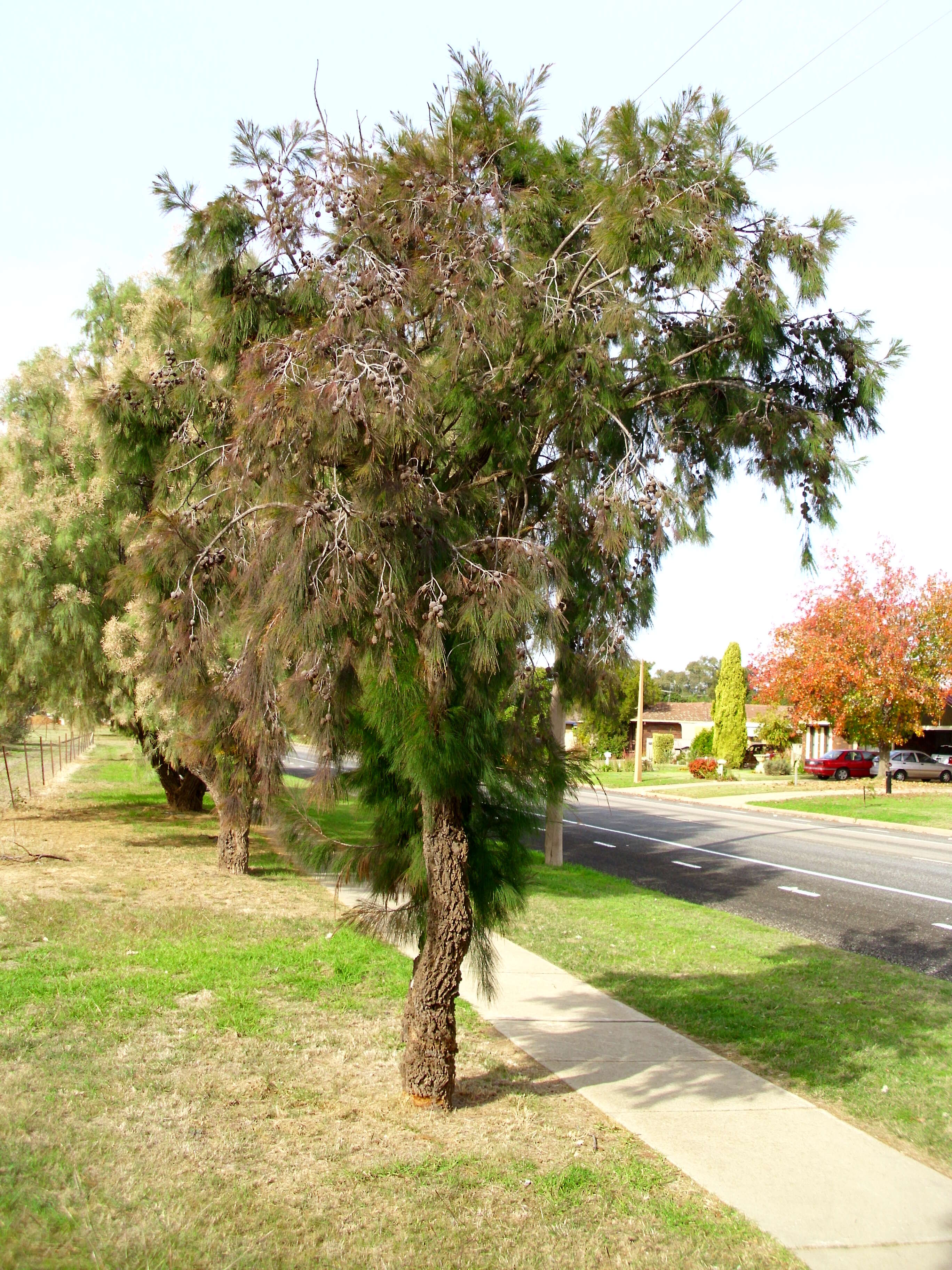 Image of forest-oak