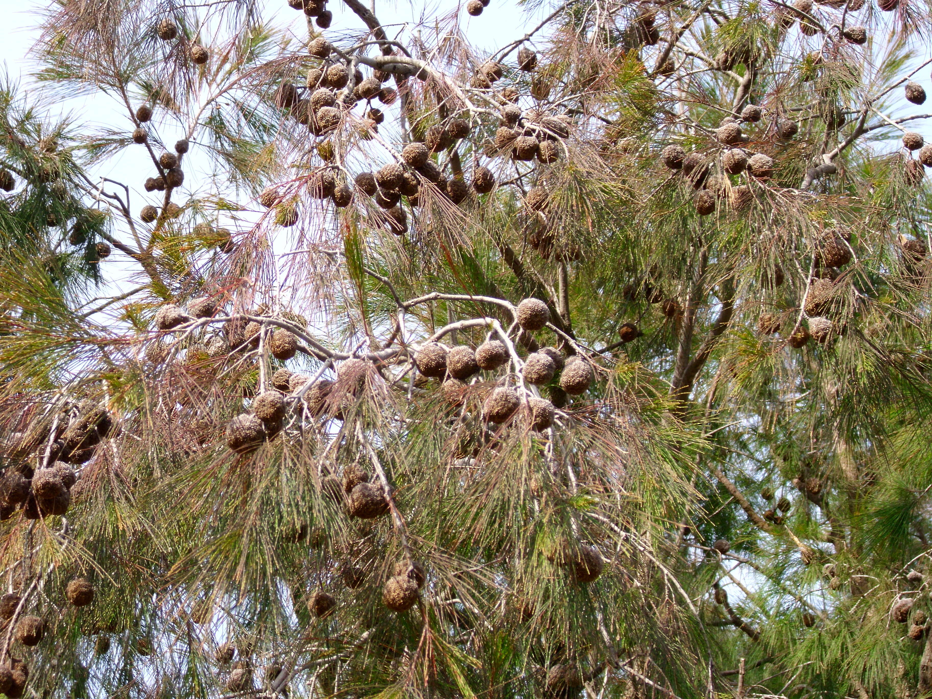 Image of forest-oak