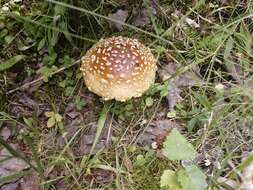 Image of Royal Fly Agaric