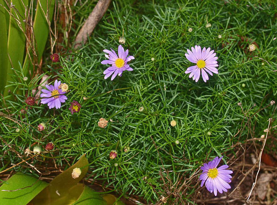 Image of Brachyscome iberidifolia Benth.