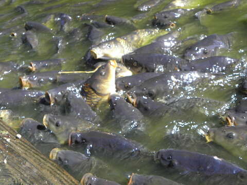 Image of common carp, carp