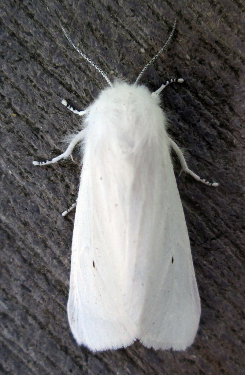 Image of Virginian Tiger Moth