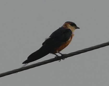 Image of Mosque Swallow