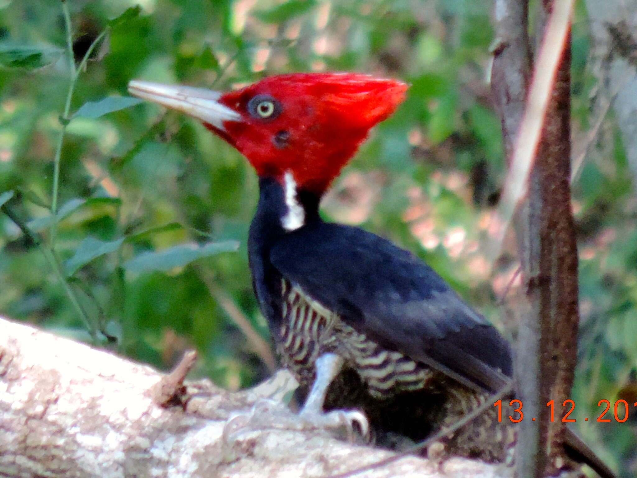 Image of Pale-billed Woodpecker