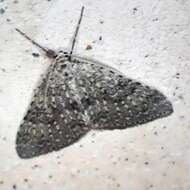 Image of mottled grey